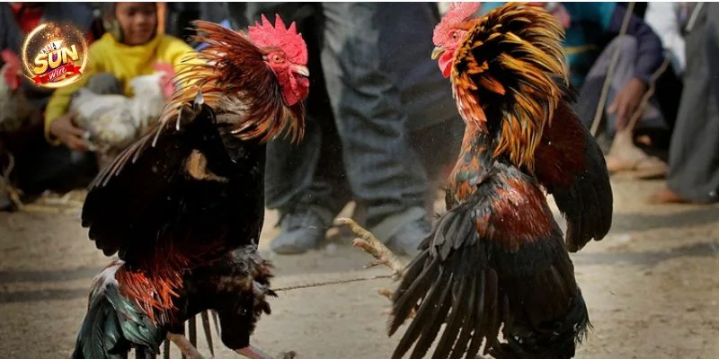 Hé Lộ 5+ Mẹo Đá Gà Hay Thắng Như Cao Thủ Cược Sunwin 1 Hé Lộ 5+ Mẹo Đá Gà Hay Thắng Như Cao Thủ Cược Sunwin