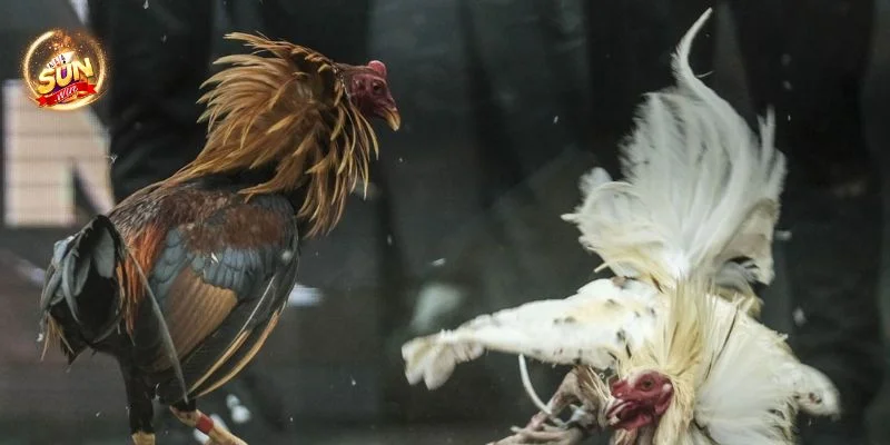 Hé Lộ 5+ Mẹo Đá Gà Hay Thắng Như Cao Thủ Cược Sunwin 3 Người chơi nên ưu tiên bắt kèo theo gà nhà chuồng để tạo tối đa an toàn cược.