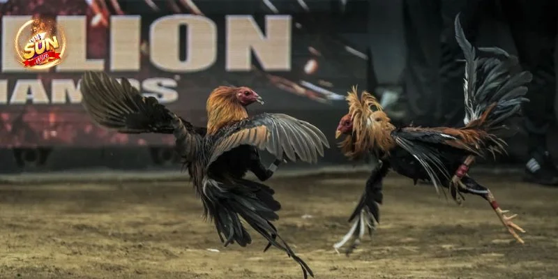 Hé Lộ 5+ Mẹo Đá Gà Hay Thắng Như Cao Thủ Cược Sunwin 4 Trong mẹo đá gà hay thắng, kỹ năng quản lý vốn rất quan trọng.